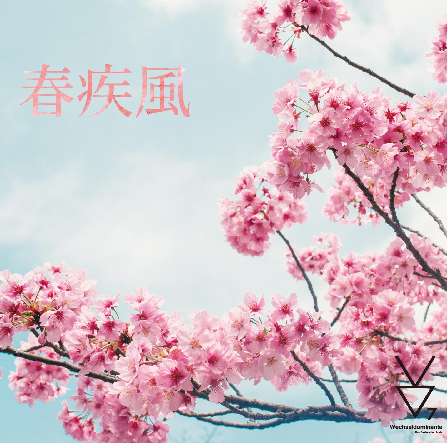 春疾風 ジャケット